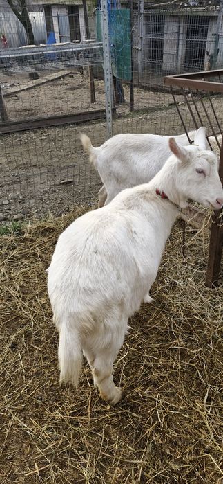 Saanen si un Țap corcitura de anglo nubian