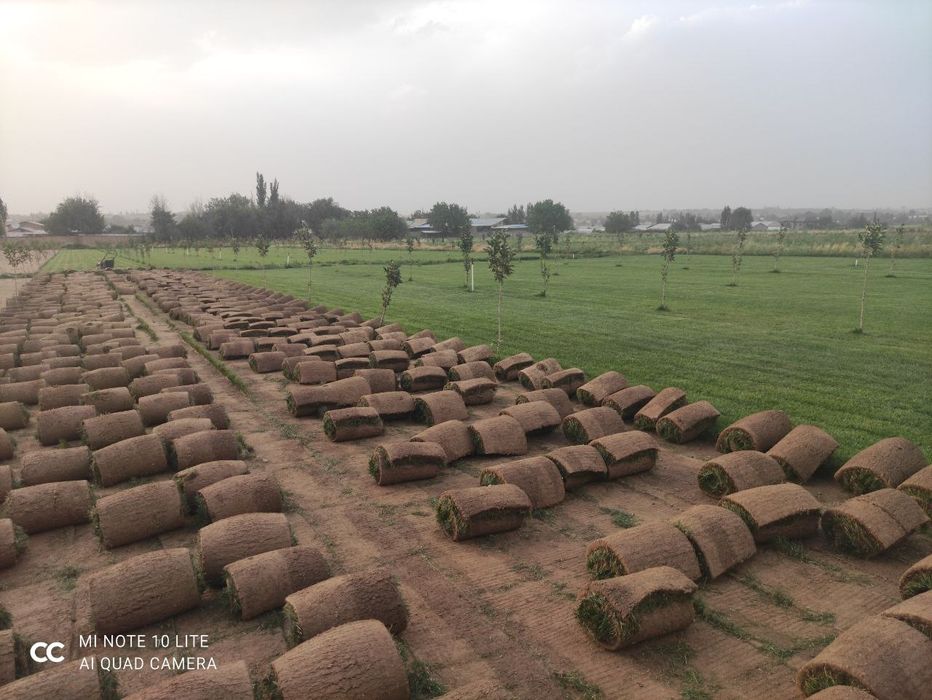 Газон екиш хизмати yevro gazon tayor ruloni ekamiz va yevro uruglarin