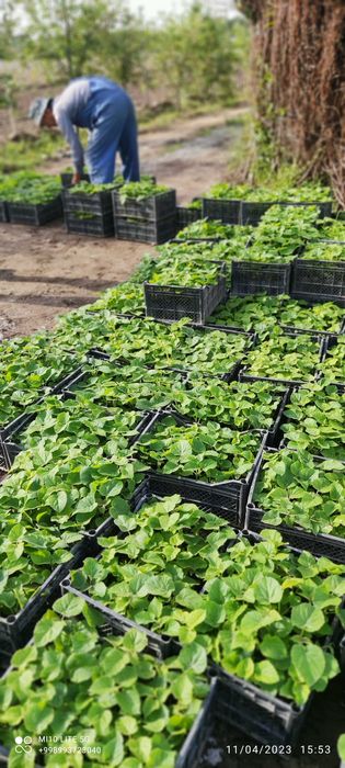 Pavloniya sifatli va hamyon bop pavloniya ko'chatlariz bornarhlarda