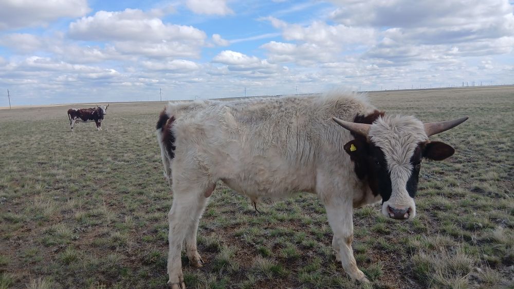 Продам бычков 12 голов