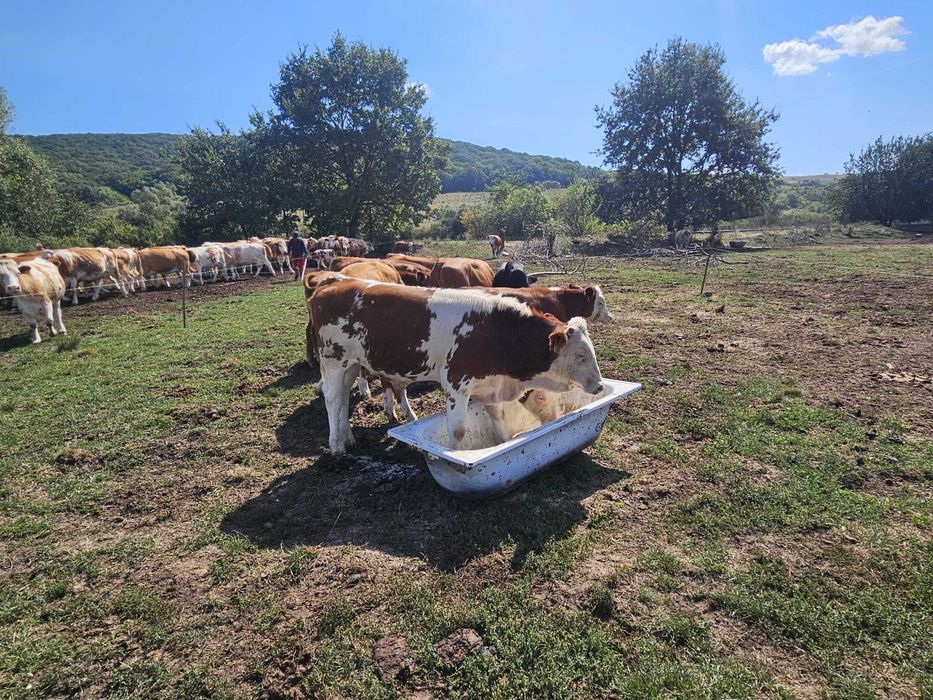 Viței 100-250 kg