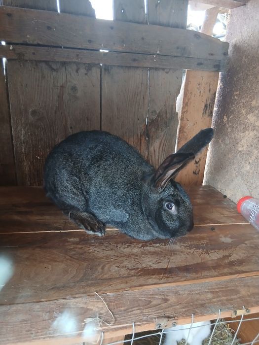 Vand doua femele urias german