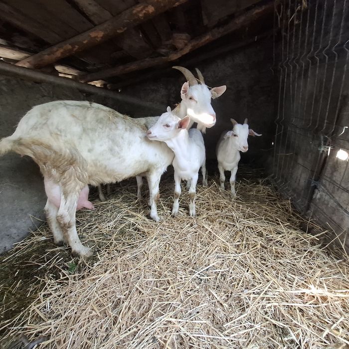 Vând 2 țapi din primăvară, de rasă