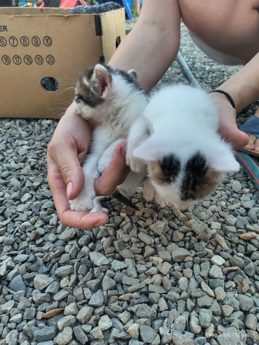 Donez pui pisică