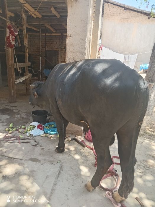 Buqacha sotiladi