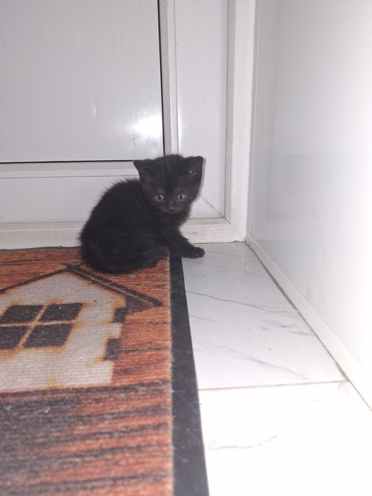 Дарю котят девочек