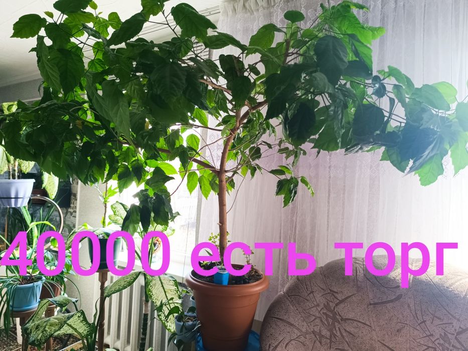 Комнатные растения