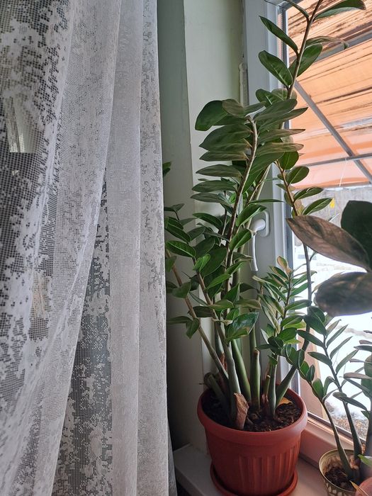 Долларовое дерево(замиакулькас)