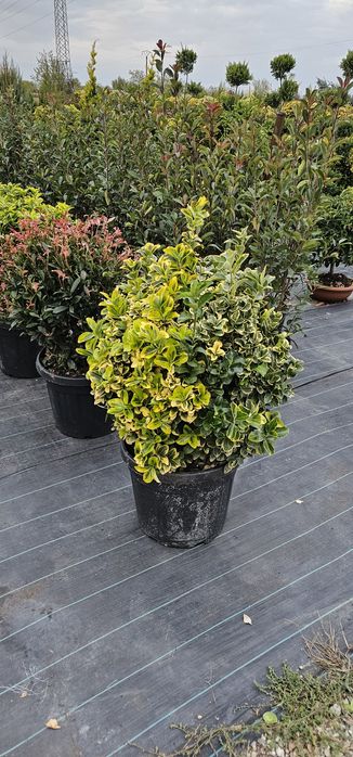 Plante Ornamentale diferite specialități tuia magnoli artar