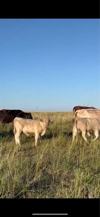 Аулиеколь коровы / Әулиекөл сиырлар