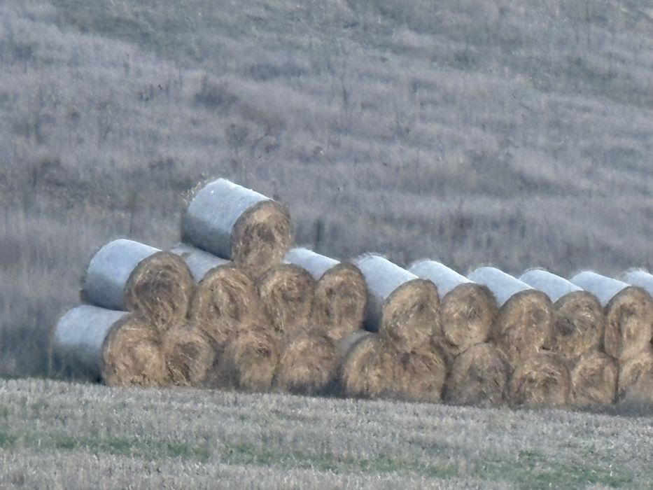 baloti din paie de grau 50 de lei balotul