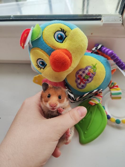 Хомяк сирийскийй