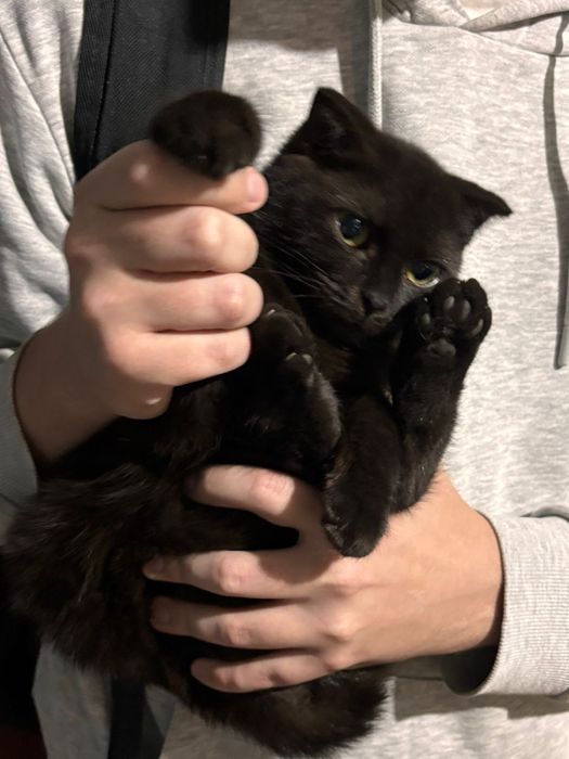 Отдам котеек в добрые руки