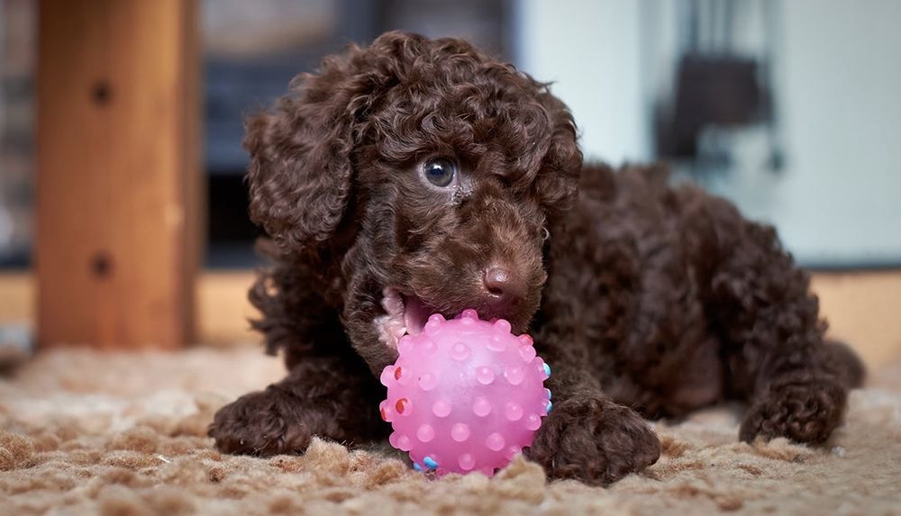 Мини пудел той  пудел