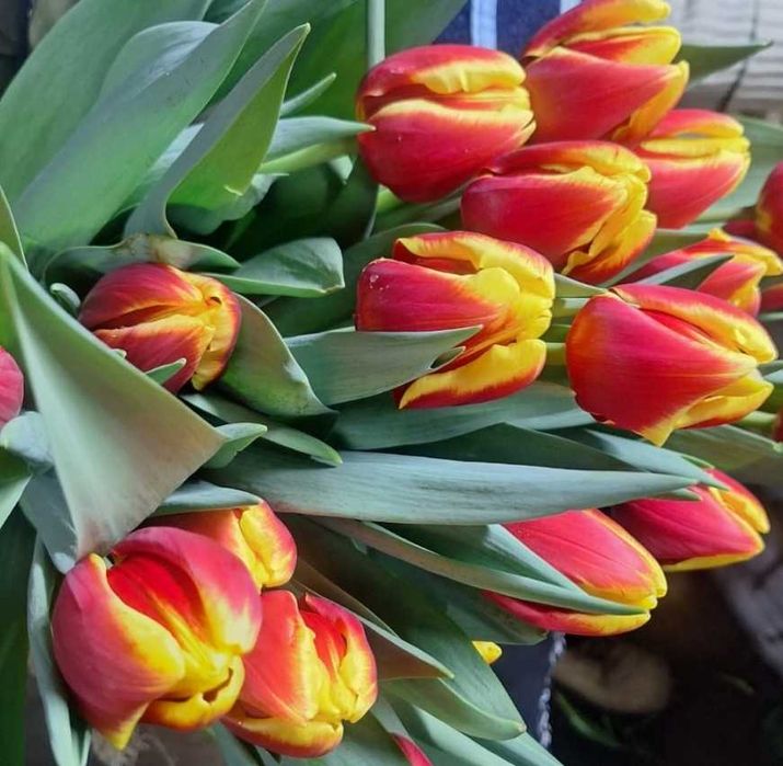 Голландские тюльпаны оптом и в розницу.