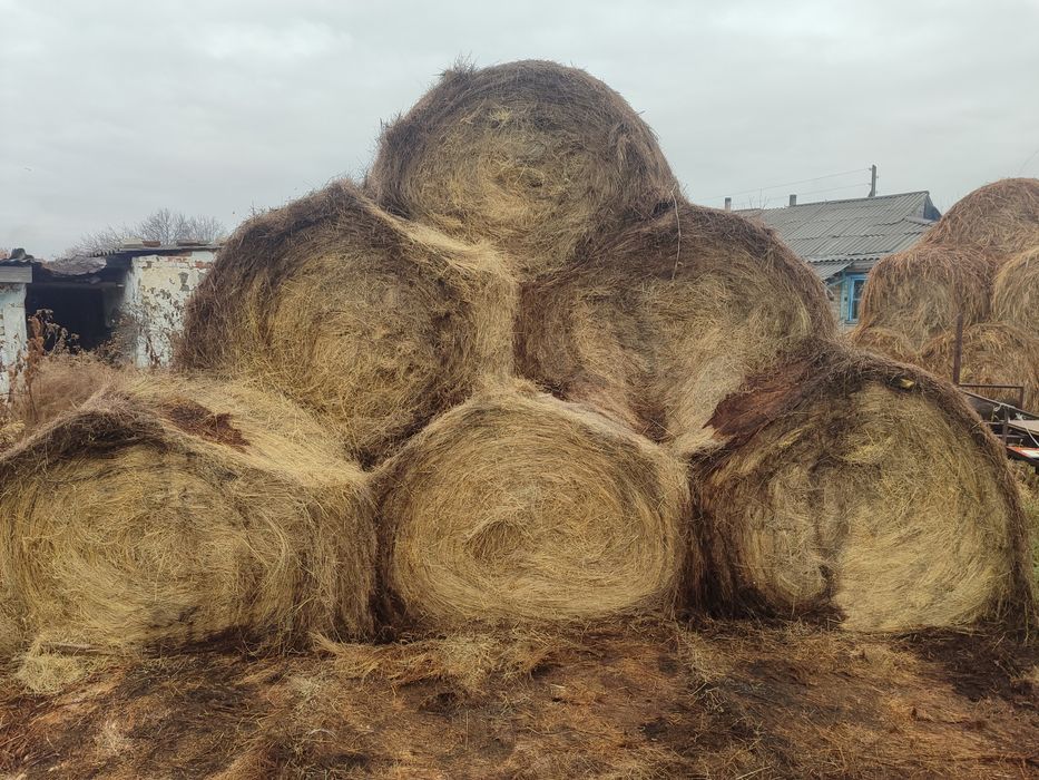 Сено. Бесплатная доставка.