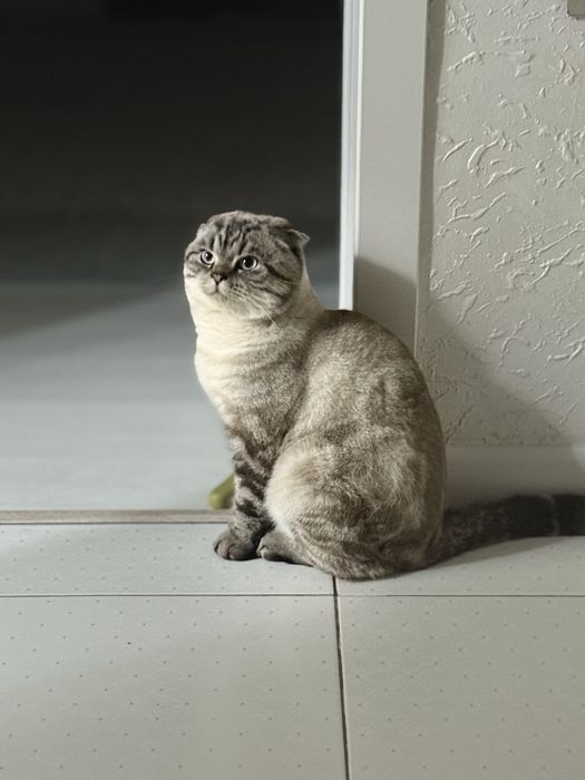 Шотландский вислоухий кот.