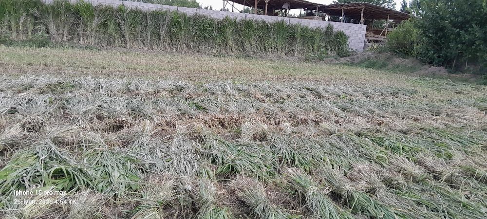 Quva tumanida mayda Juvari poya ,sotiladi