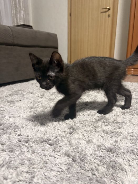 Котенок в хорошие руки