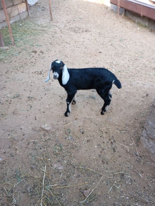 Продаются   козы