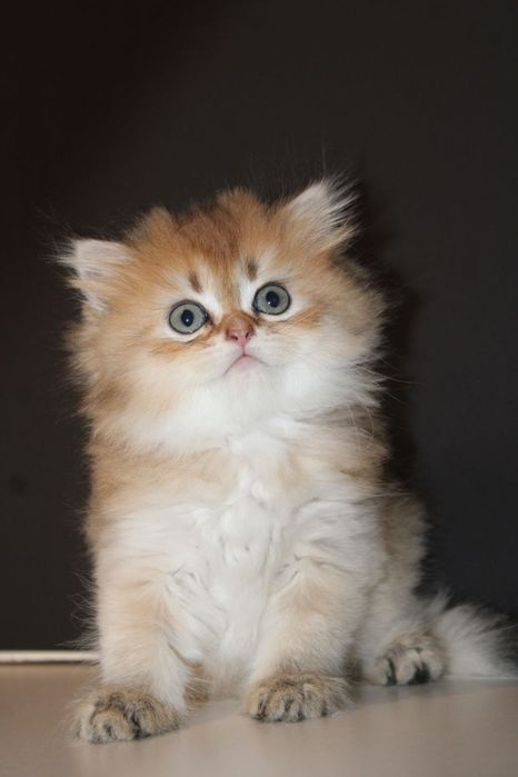 Скоттиш страйт , девочки