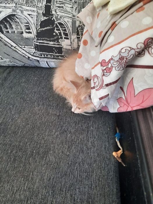 Котята в хорошие руки