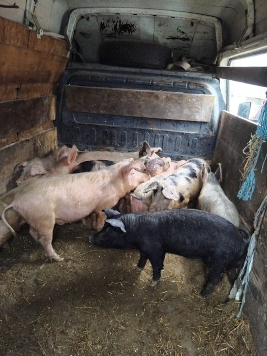 Vitei sugari de vanzare