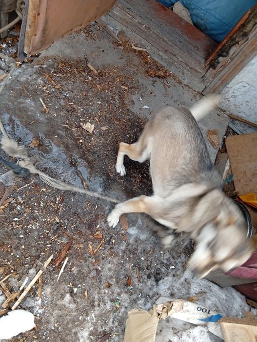 Отдам бесплатно все девочки