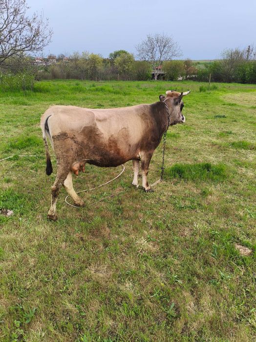 Продавам крава БРГ