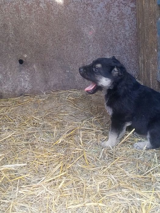 Восточно-европейской овчарки