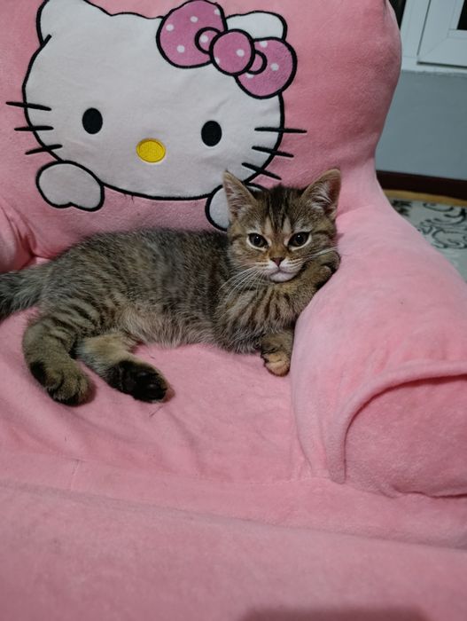 Скотиш страйит мушикча сотилади