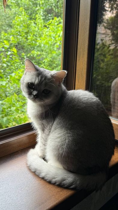 Вязка кошек. Mushuk qoshish