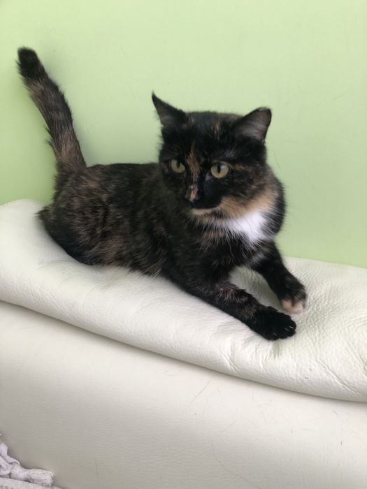 Любимые животные