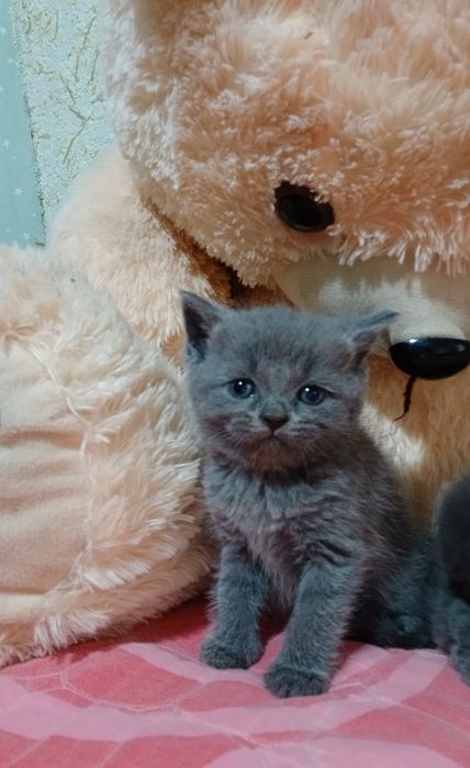 Продам котят породистые красивые