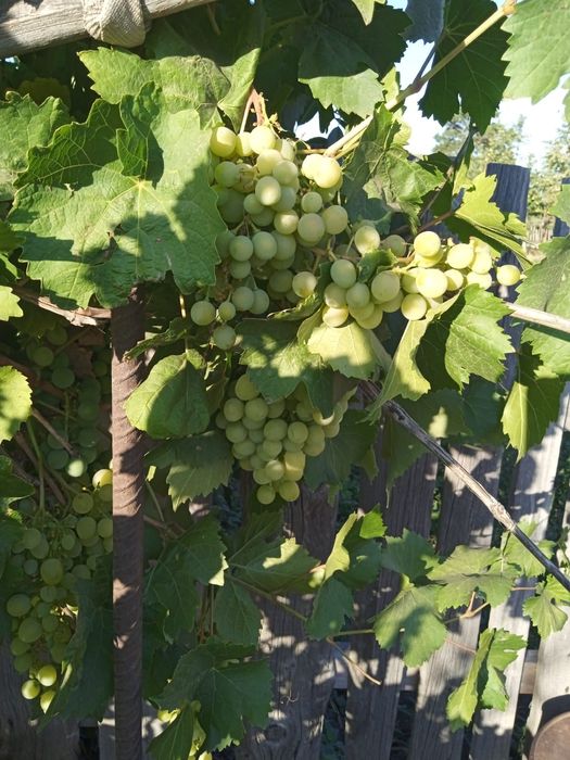 Продам дачу,19 маршрут