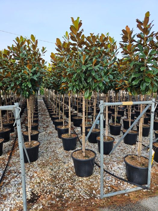 Catalpa, mesteacăn, magnolie grandiflora TIP COPAC