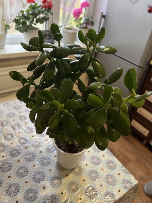 Денежное дерево. Комнатное