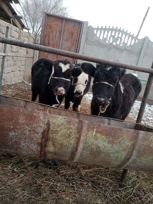 Бұқалар сатылады бағасы 310000мынан саудасы бар