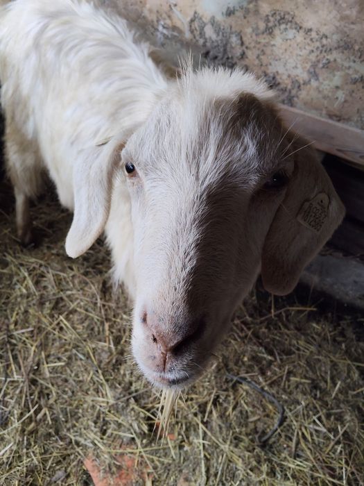 Vând țap de 2 ani sterilizat