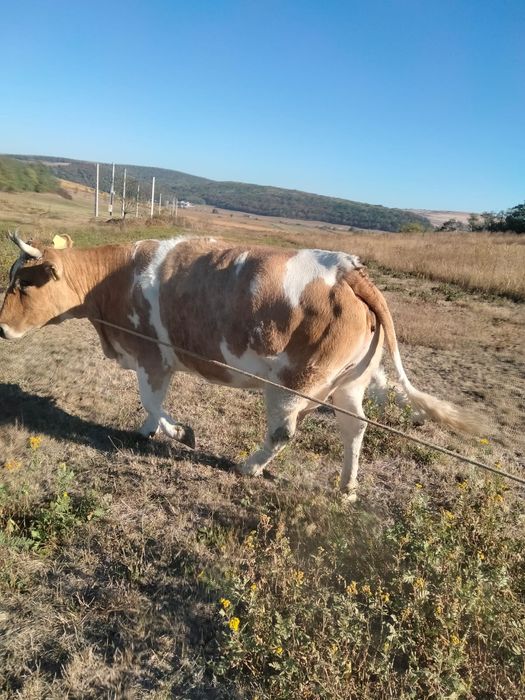 Vaca 600 kg.- Negociabil