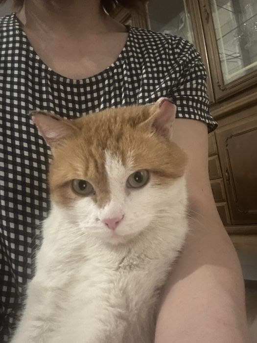 Красивый рыжий кот ищет дом