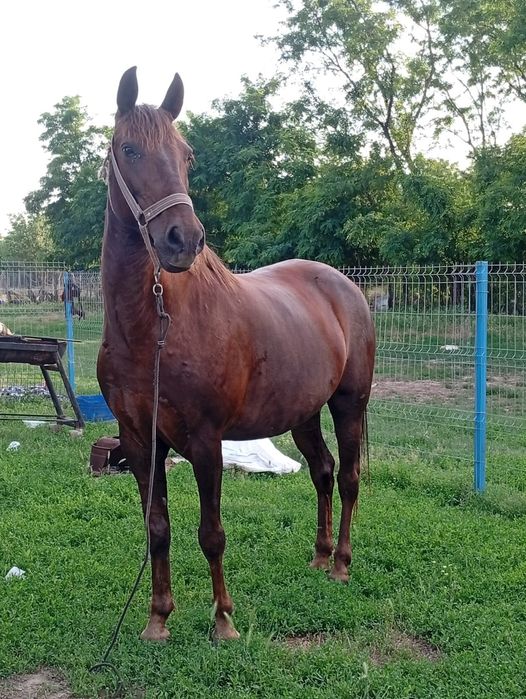 De vânzare două iepe una de 4 ani și una de 6