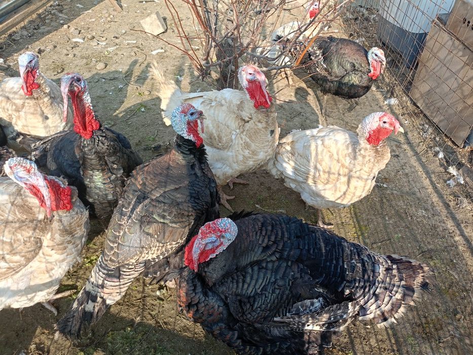 Түйеқус сатылады