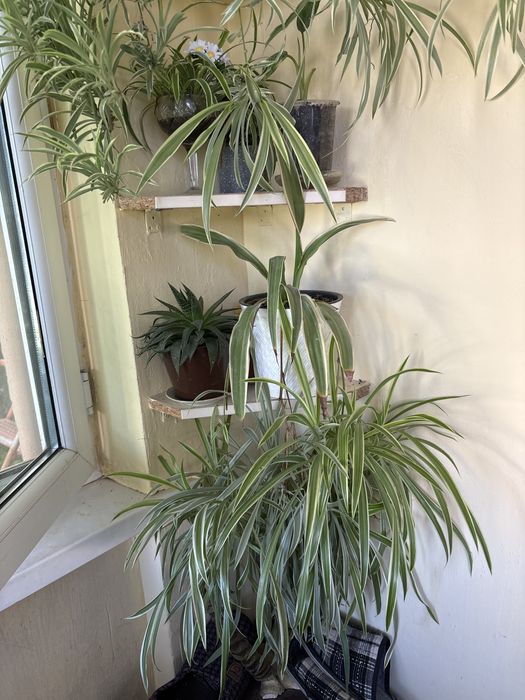 Хлорофитумы и другие цветы