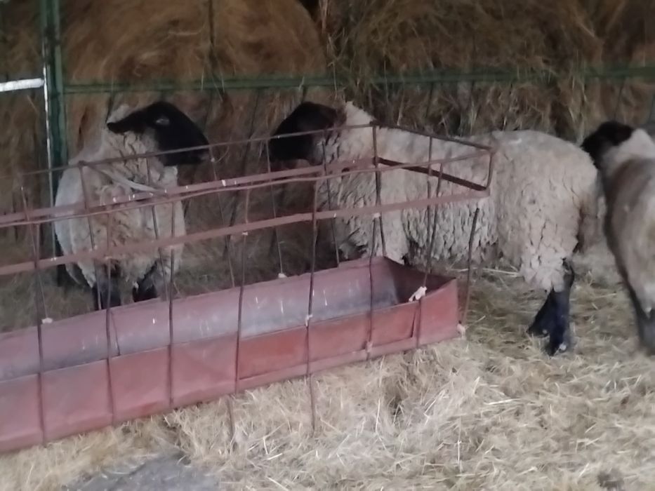 Oi rasa suffolk de vanzare