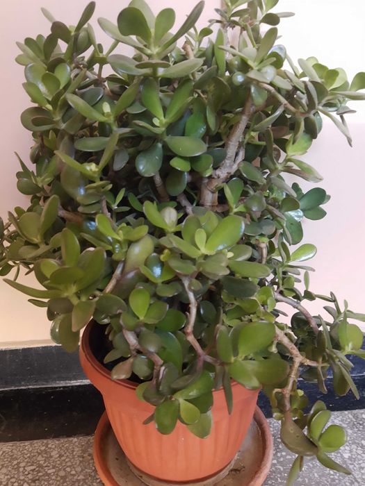 Цветя,мушкато,палма,дърво на живота,растения,готови за декорация,отгле