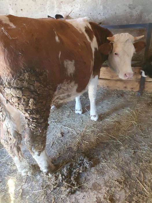 Schimb cu Vacă de Abator