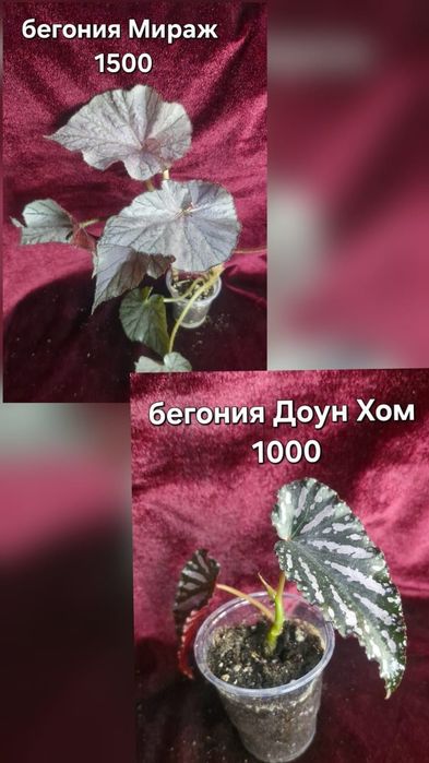Бегонии цветы домашние