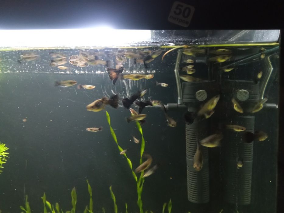 Продам аквариум 50 литров