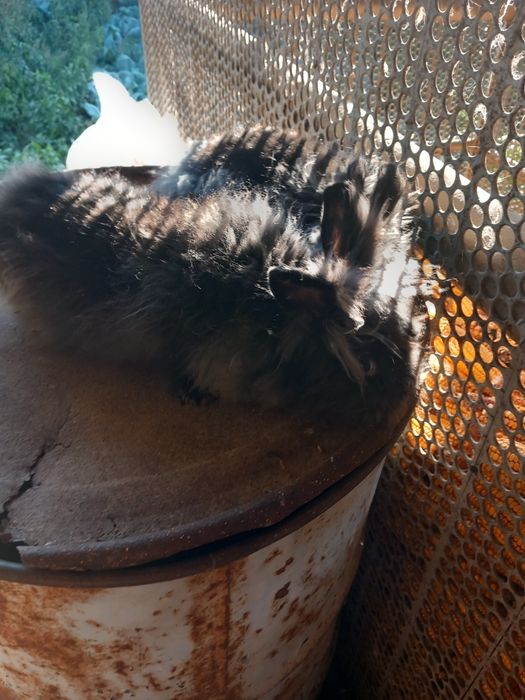 Vând iepuri pereche